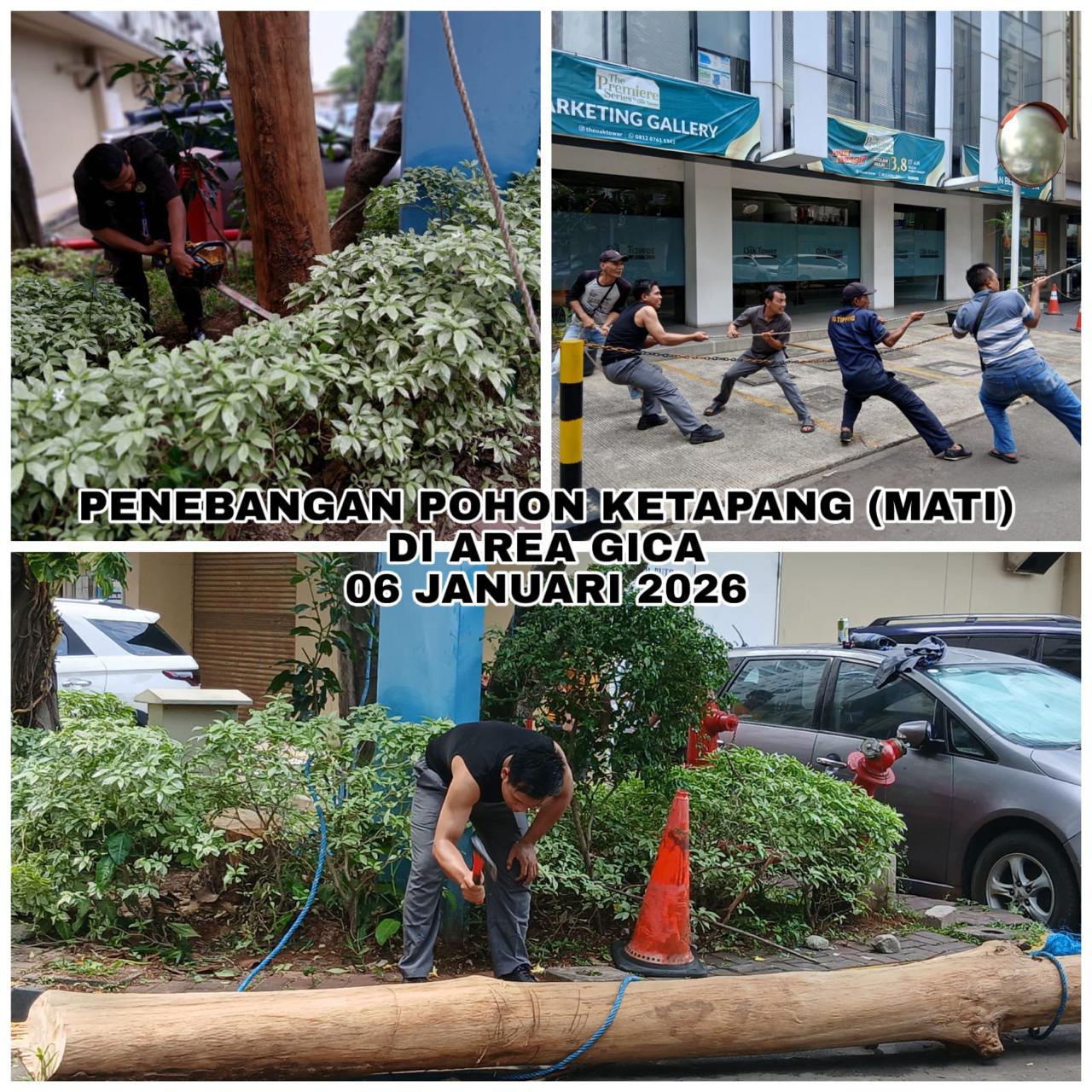 20260106-Pohon-Ketapang-Penebangan